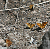 Meeting of butterflyes:))/ :))