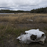 The bison's life is hard.../  ...