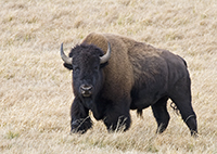 Bison's portrait.../ ...