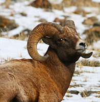 About mountain goats-3.../  -3...