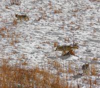 Coyote life.../  ...