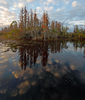 In a swamp.../ ...