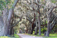 Spanish moss.../ ...