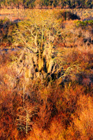 Swampy tree.../ ...