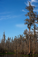 Swamp with trees.../  ...